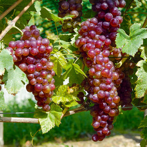 Weinreben-Kollektion (x4) - Vitis vinifera Chasselas rose, Muscat de Hambourg, Exalta, Chasselas de Fontainebleau - Willemse