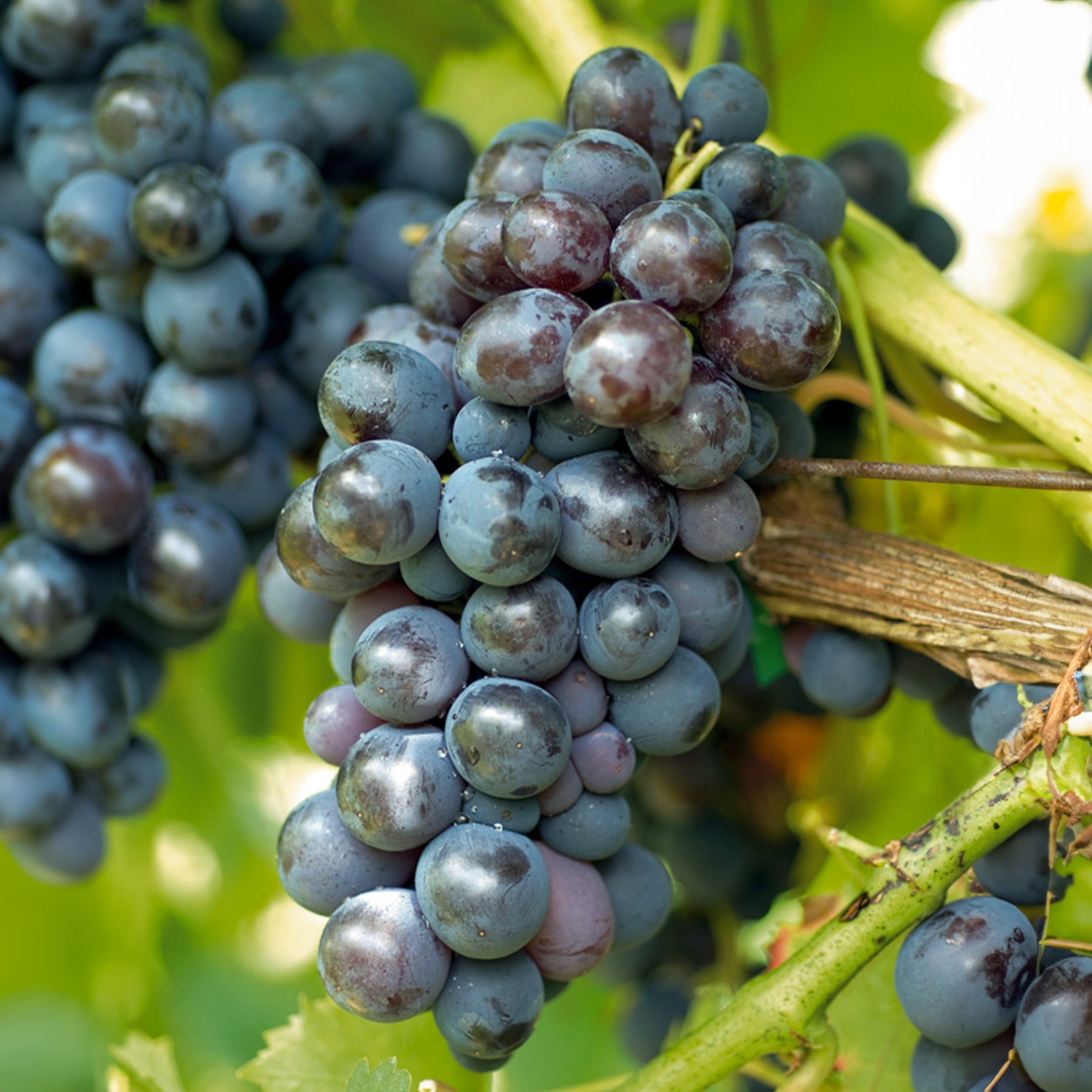 Rebe Muscat de Hambourg - Vitis vinifera muscat de hambourg - Trauben