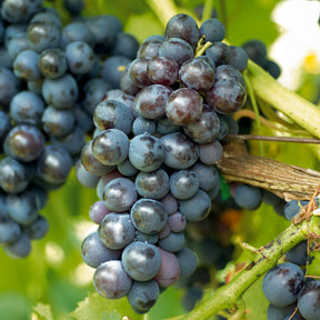 Rebe Muscat de Hambourg - Vitis vinifera muscat de hambourg - Trauben