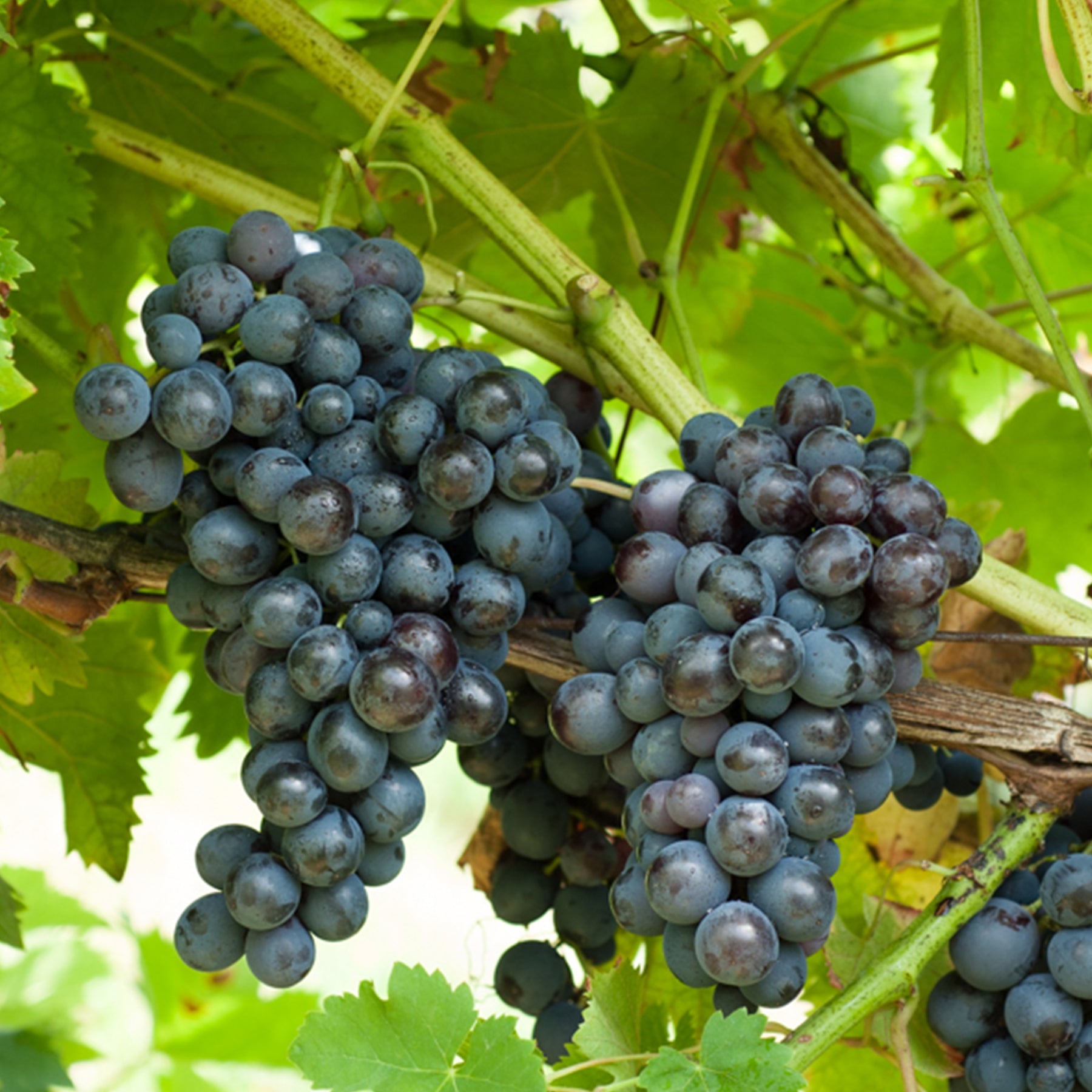 Weinreben-Kollektion (x4)
