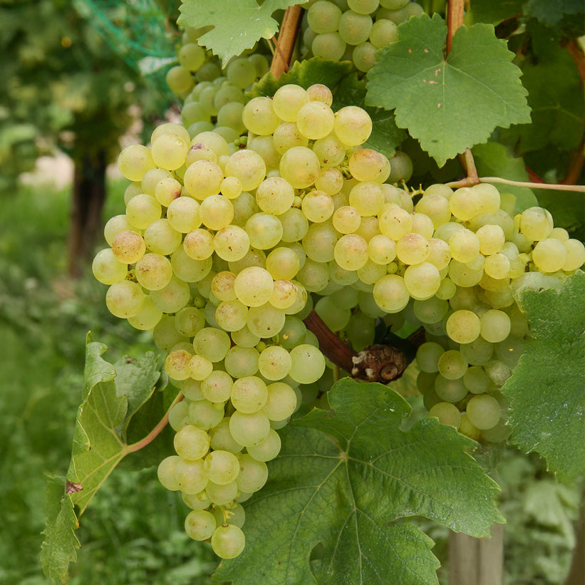 Weinrebe ‘Chasselas de Fontainebleau’ - Willemse
