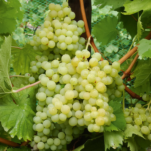 Weinrebe Exalta - Willemse