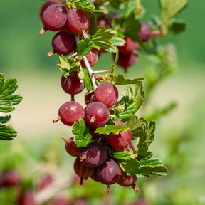 Stachelbeere Winham's Industry (x2) - Ribes uva-crispa winham's industry - Willemse