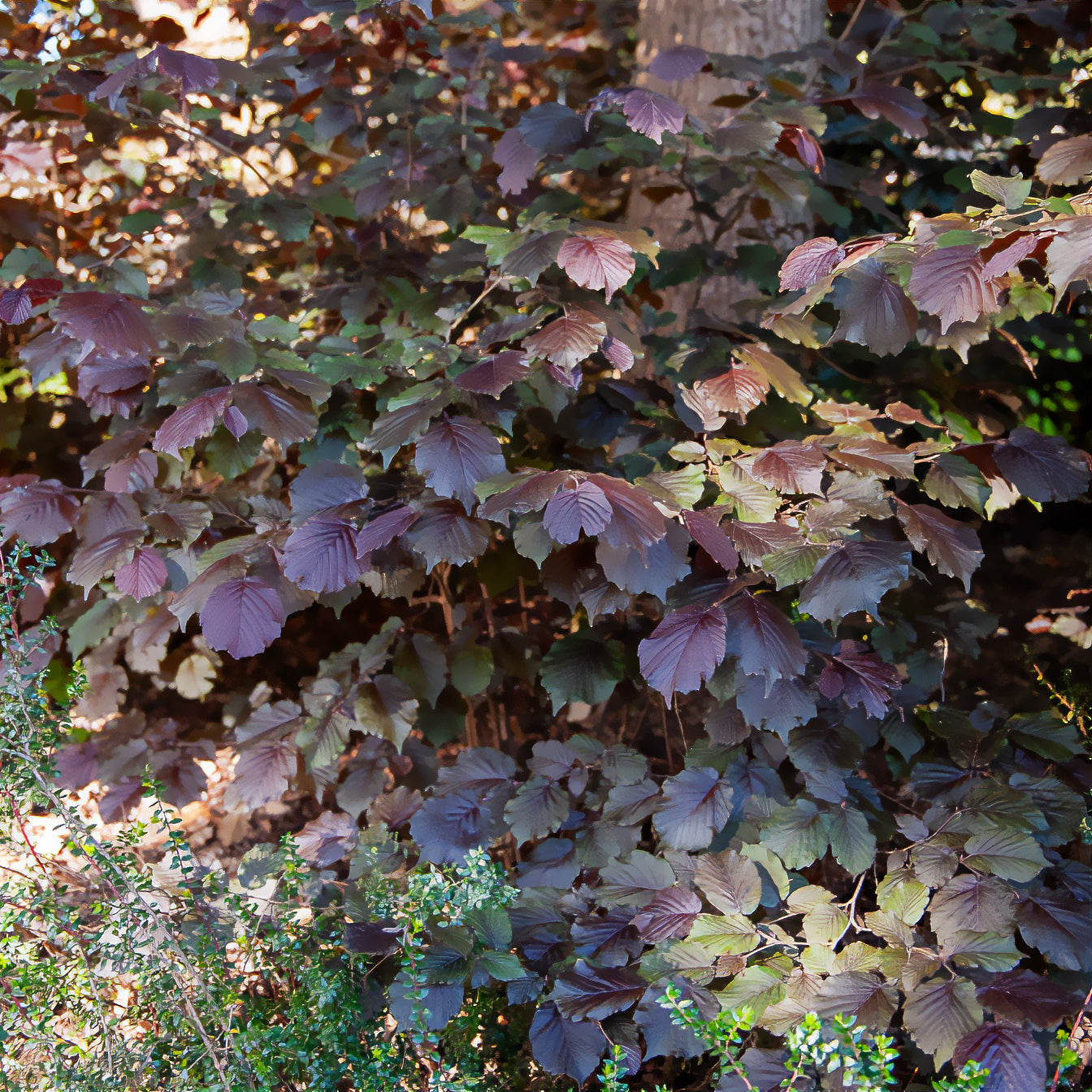 Bluthasel 'Purpurea'