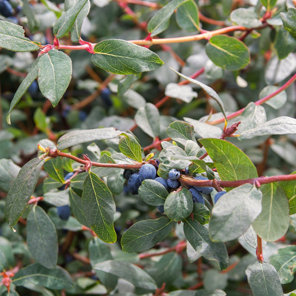 Maibeere - Lonicera kamtschatica - Willemse