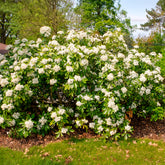 Verkauf Orangenblume - Choisya ternata