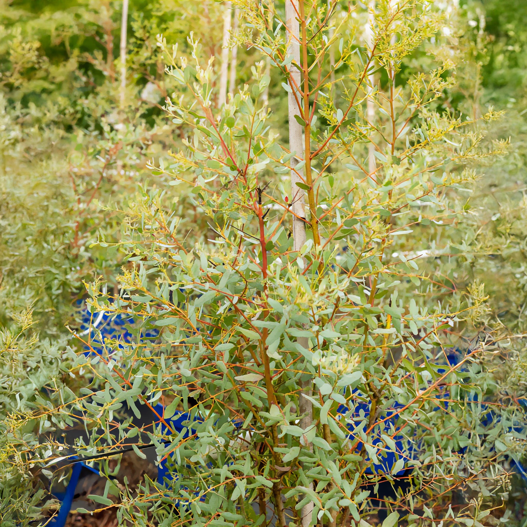 Eucalyptus - Eukalyptus - Eukalyptus France Bleu ® Rengun - Eucalyptus gunnii France Bleu ® rengun