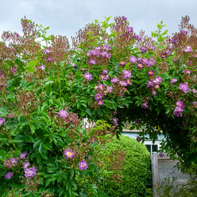 Hochstammrose ‘Veilchenblau’ - Stängelrosen - Willemse