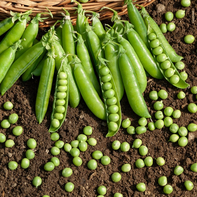 Markerbse ‘Le Généreux’ - Pisum sativum le généreux - Willemse