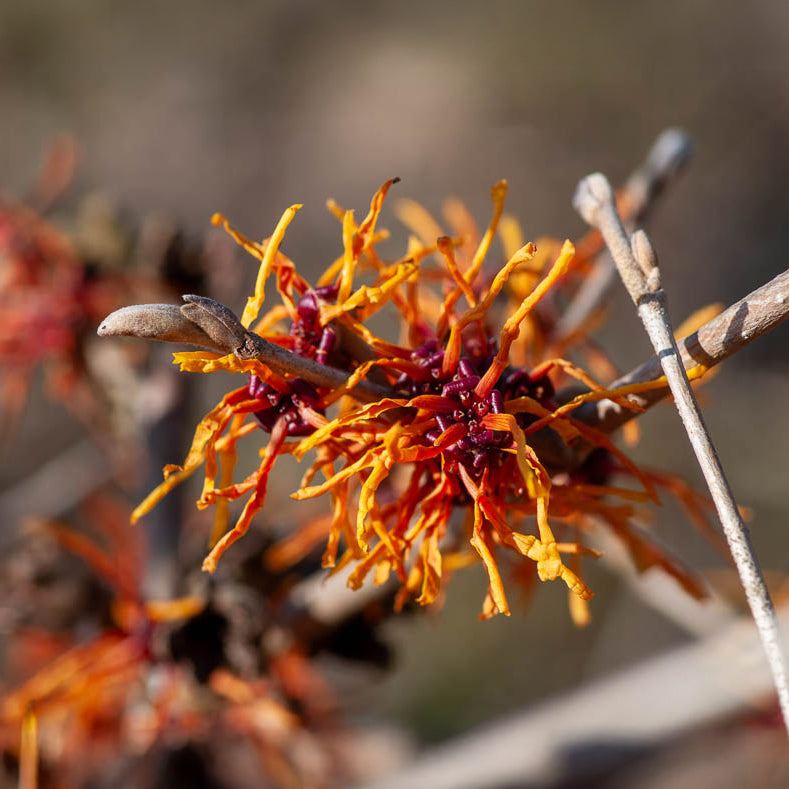 Zaubernuss ‘Aphrodite’ - Willemse