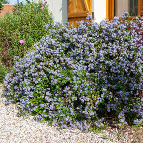 Kriechender Säckelblumenstrauch - Willemse