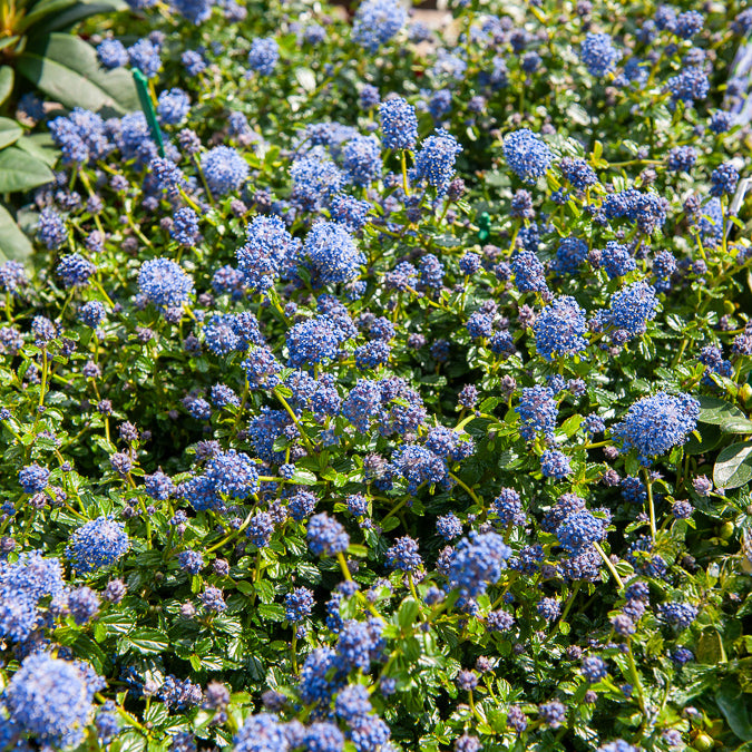 Kriechender Säckelblumenstrauch - Ceanothus thyrsiflorus repens - Willemse