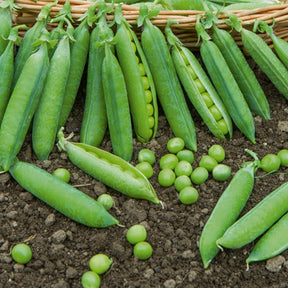 Markerbse ‘Petit Provençal’