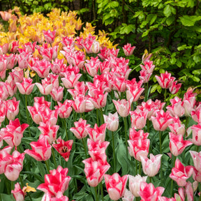 Tulpe ‘Beauty Trend’ (x10) - Tulipa beauty trend - Willemse