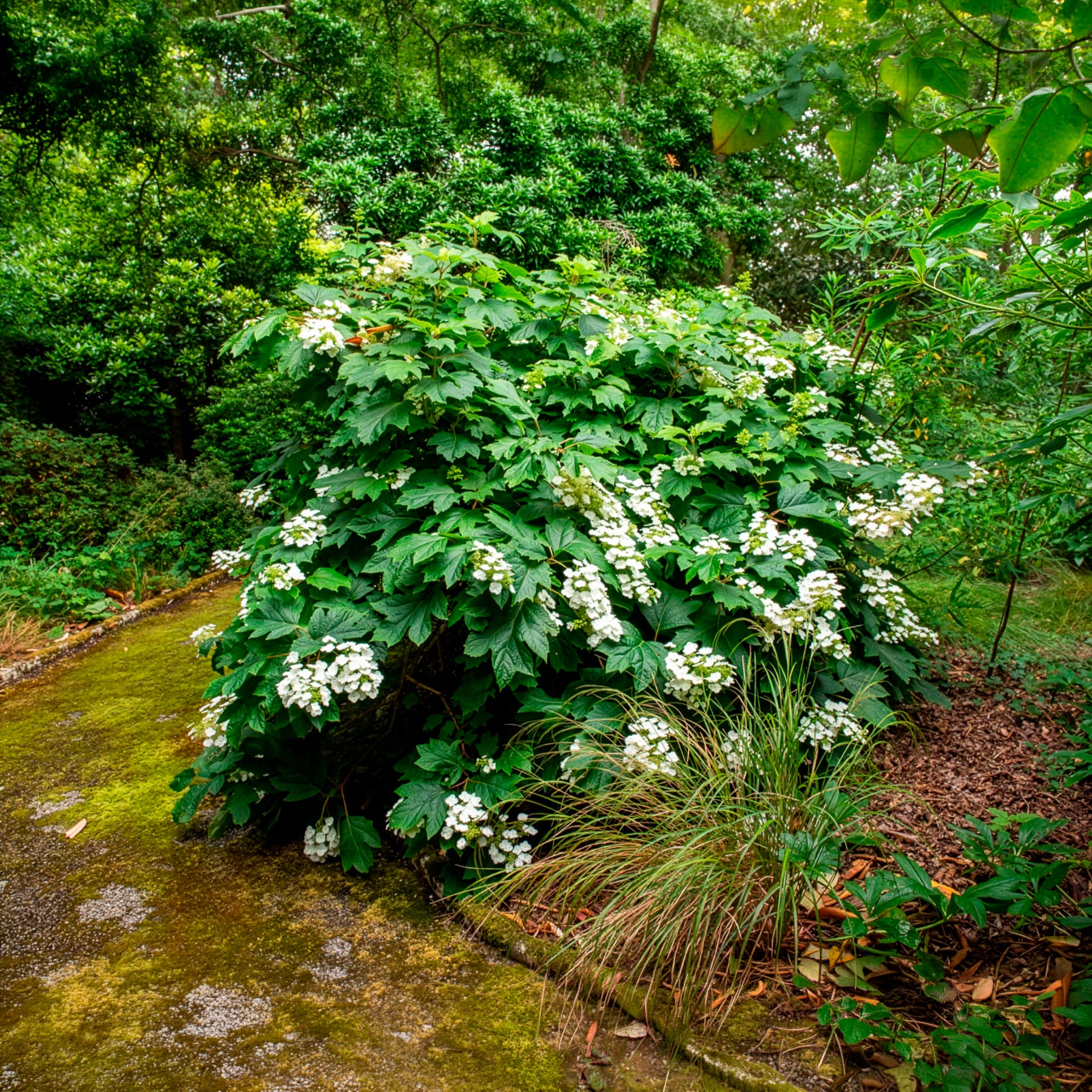 Eichenblättrige Hortensie