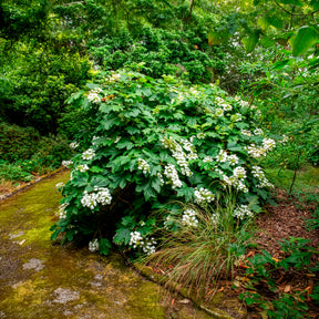 Eichenblättrige Hortensie