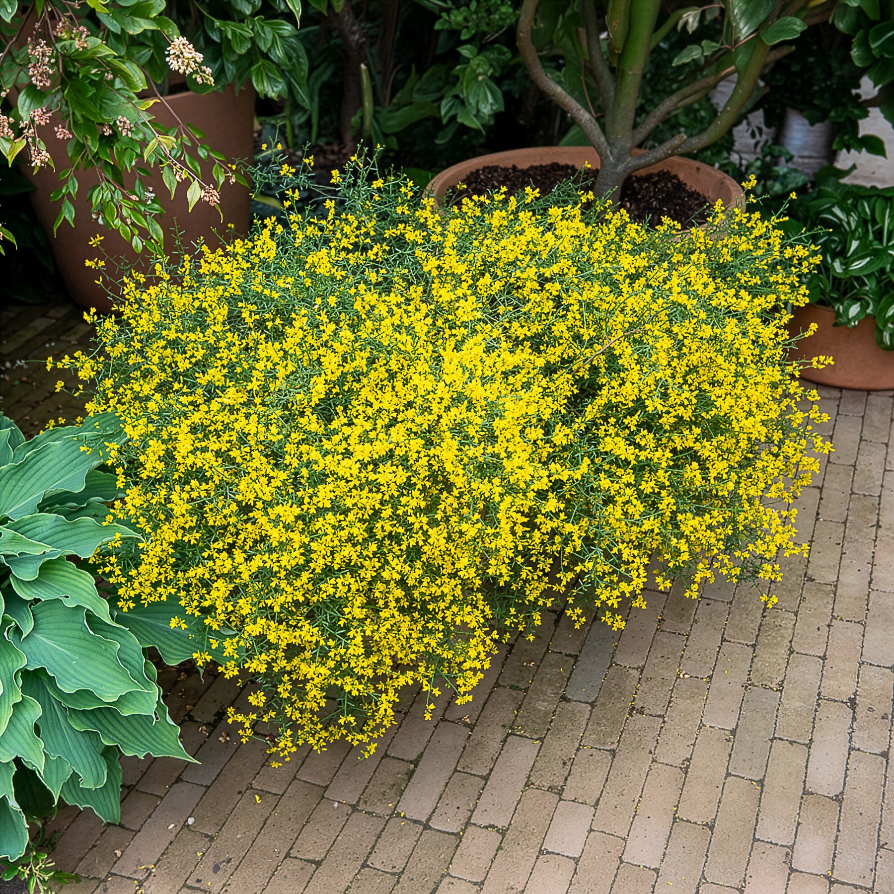 Steunginster - Genista lydia - Willemse