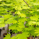 Verkauf Gold-Ahorn ‘Aureum’ - Acer shirasawanum aureum