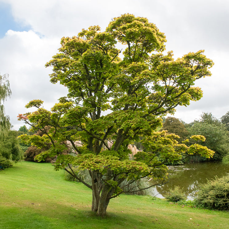 Gold-Ahorn ‘Aureum’ - Acer shirasawanum aureum - Willemse