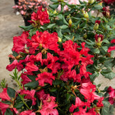 Zwerg Alpenrose Baden-Baden - Rhododendron Baden Baden - Willemse