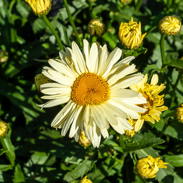 Margeriten Banana Cream (x2) - Leucanthemum superbum banana cream - Willemse