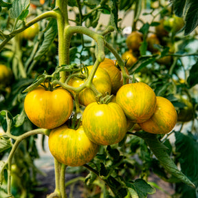 Solanum lycopersicum green zebra - Tomate Green Zebra Pflanzen - Gemüsepflanzen