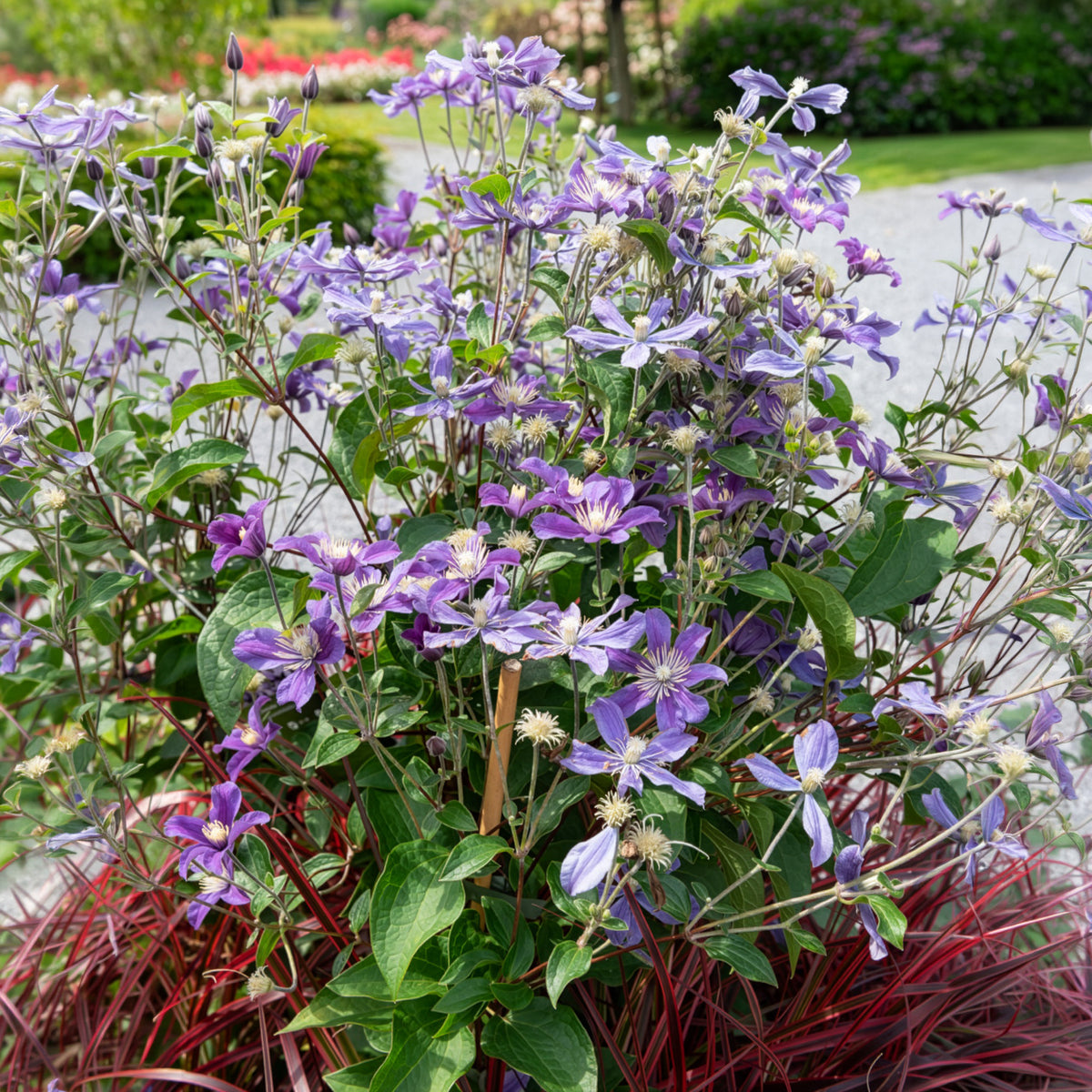 Bodendecker-Waldrebe ‘Arabella’ - Clematis arabella - Willemse
