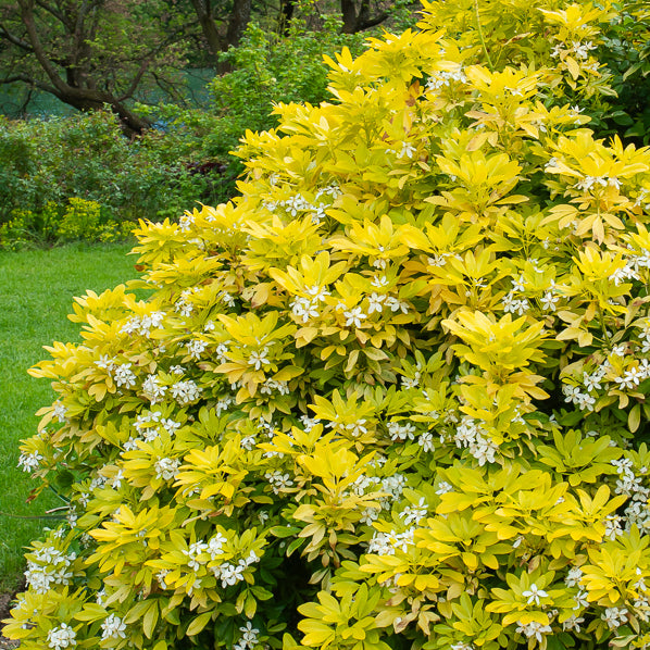 Orangenblume ‘Sundance’ - Choisya ternata Sundance Lich - Willemse