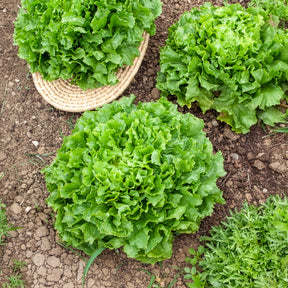 Endiviensalat Grosse gelockte Nuance Bio - Willemse