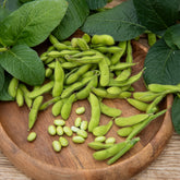 Glycine max - Sojabohne Fiskeby V Edamame - Samen für den Gemüsegarten