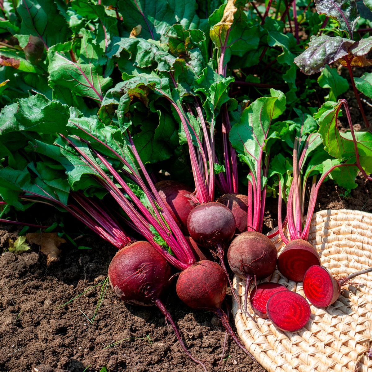 Rote Bete ‘Detroit 2’ Bio - Beta vulgaris de detroit 2 - storuman - Willemse