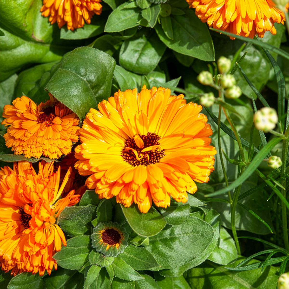 Ringelblume Orange Gitana - Calendula officinalis orange gitana - Willemse
