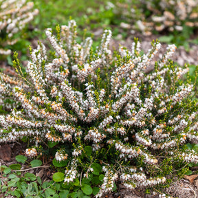 Winterheide White Glow - Willemse