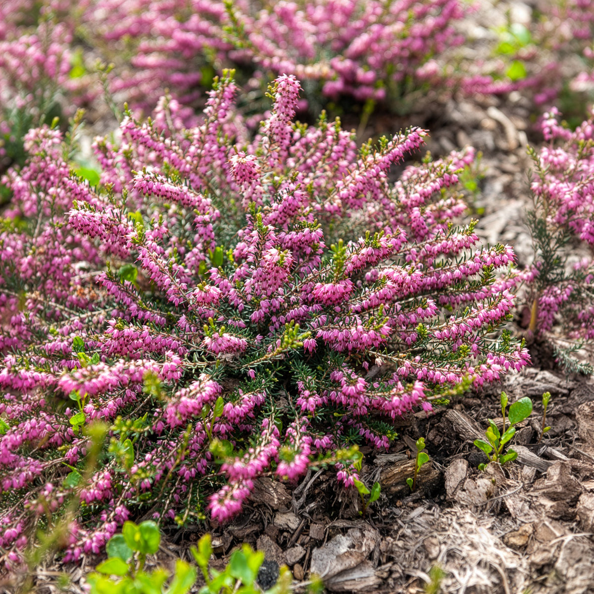 Verkauf Winterheide Ghost Hills - Erica darleyensis ghost hills