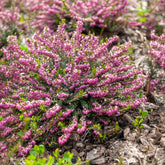 Verkauf Winterheide Ghost Hills - Erica darleyensis ghost hills