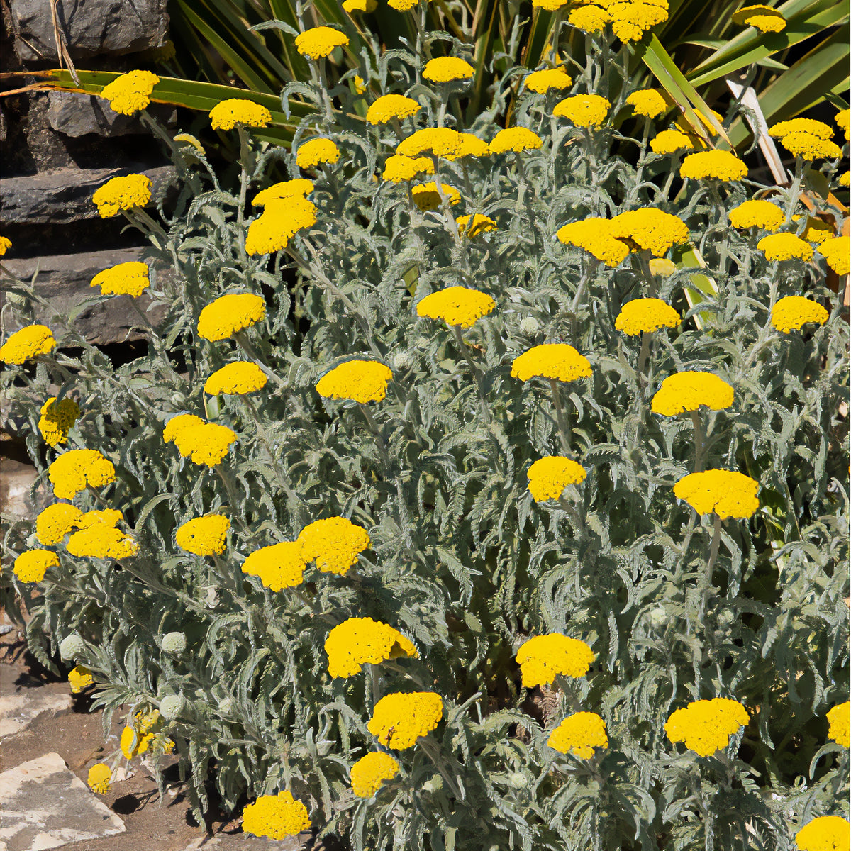 Goldquirl-Garbe Little Moonshine - Achillea moonshine - Willemse