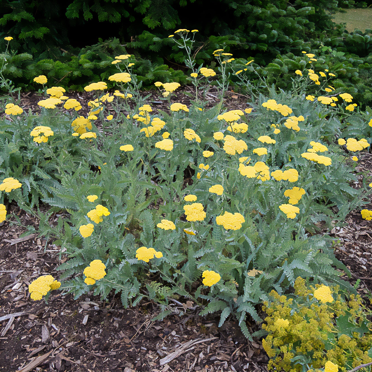 Schafgarbe - Goldquirl-Garbe Little Moonshine - Achillea moonshine
