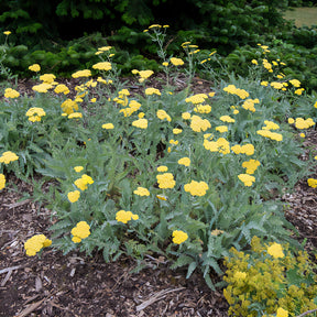 Schafgarbe - Goldquirl-Garbe Little Moonshine - Achillea moonshine