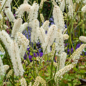Silberkerze White Pearl - Willemse
