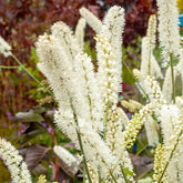 Silberkerze White Pearl - Actaea simplex white pearl - Willemse