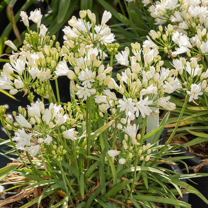 Schmucklilie ‘Double Diamond’ - Agapanthus rfdd double diamond - Willemse
