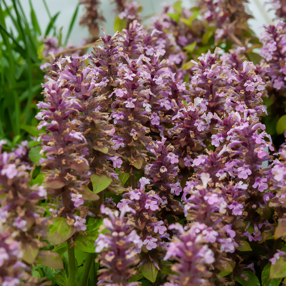 Kriechender Günsel Rosea - Ajuga reptans rosea - Willemse