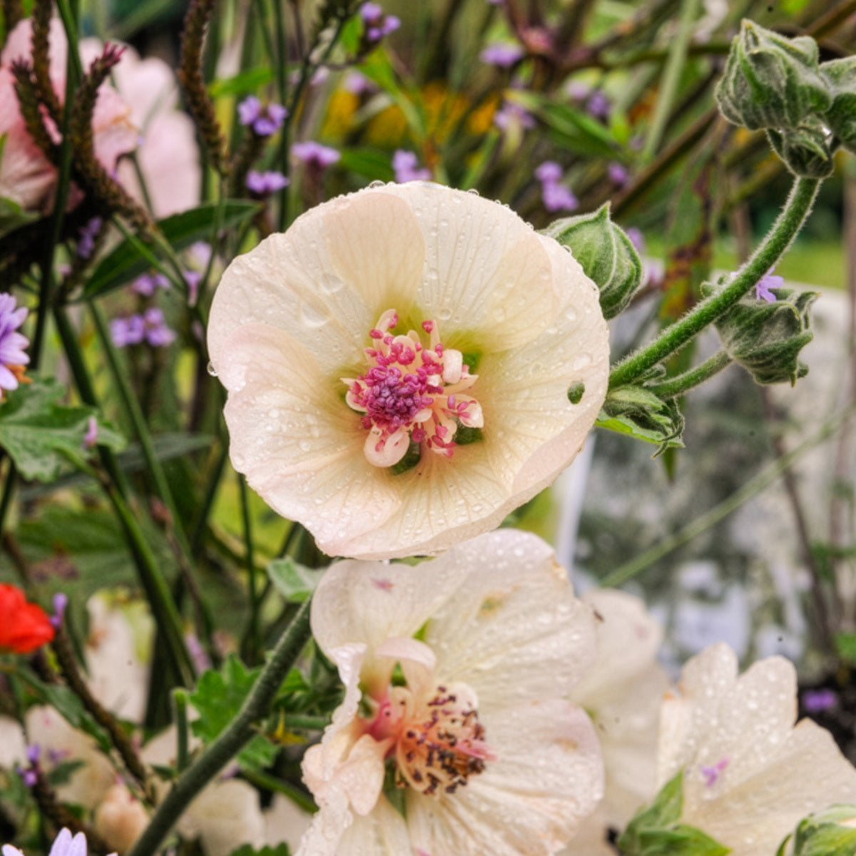 Halbstrauchige Stockrose Parkallee - Willemse