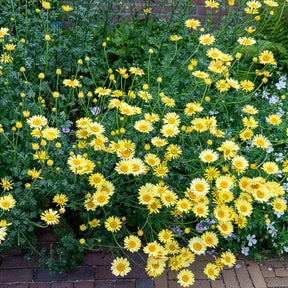 Anthemis x hybrida E.C. Buxton - Färber-Hundskamille E. C. Buxton - Hundskamille