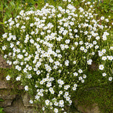 Berg-Sandkraut Mont Blanc - Arenaria montana mont blanc - Willemse