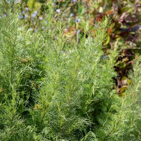 Eberraute - Artemisia abrotanum - Willemse