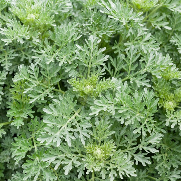 Zier-Wermut Lambrook Silver - Willemse