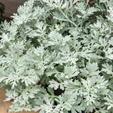 Silber-Beifuß ‘Boughton Silver’ - Artemisia stelleriana boughton silver - Willemse