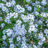 Herzblatt-Aster ‘Ideal’ - Willemse
