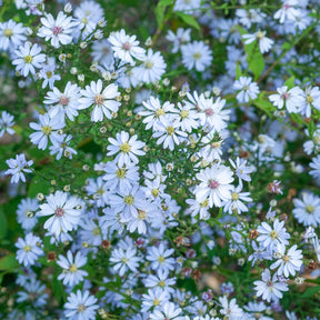 Herzblatt-Aster ‘Ideal’ - Willemse
